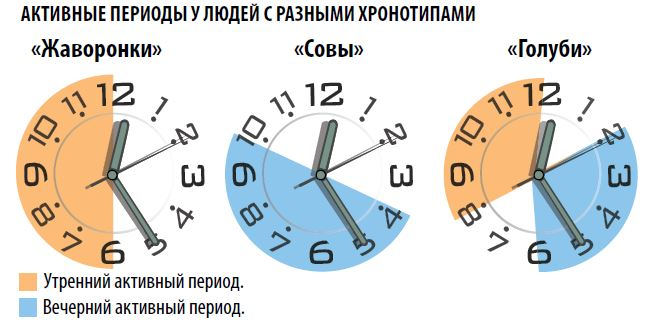 Замещает какое время. Хронотипы Сова Жаворонок голубь. График сна людей сов. В какое время суток лучше тренироваться. Памятка на тему суточный хронотип человека.