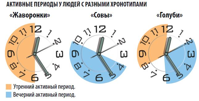 В какое время суток лучше колоть. Хронотипы человека Совы и Жаворонки. Люди Совы и Жаворонки характеристики. Режим дня Совы и Жаворонки. Биоритмы сов и Жаворонков.