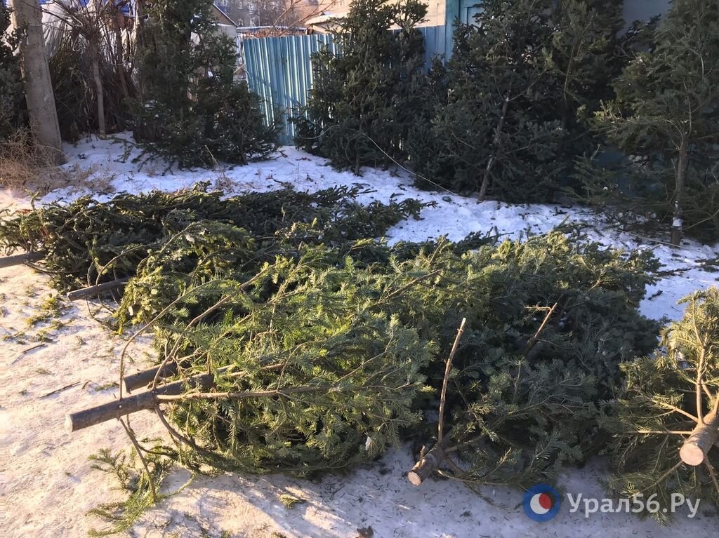    Сколько стоят ели, сосны и пихты в Оренбурге и Орске? Обзор Урал56.Ру