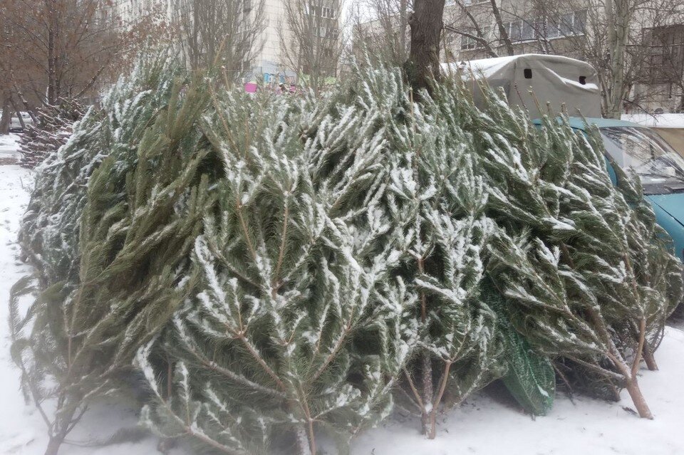     В Самаре вовсю продают новогодние сосенки Евгений ЕГОРОВ