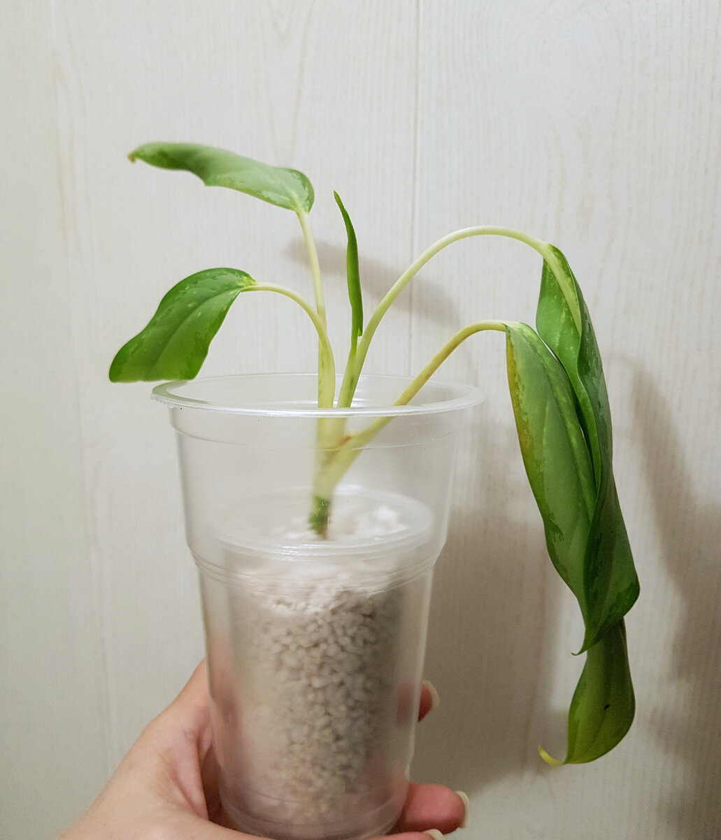 Аглаонема не больная. Просто никакая. Жить не хочет.