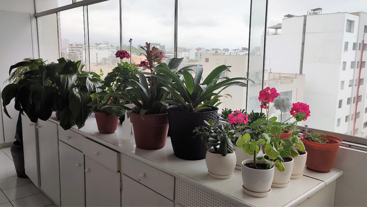 Собрали все цветы в одном месте, чтобы домработница поливала