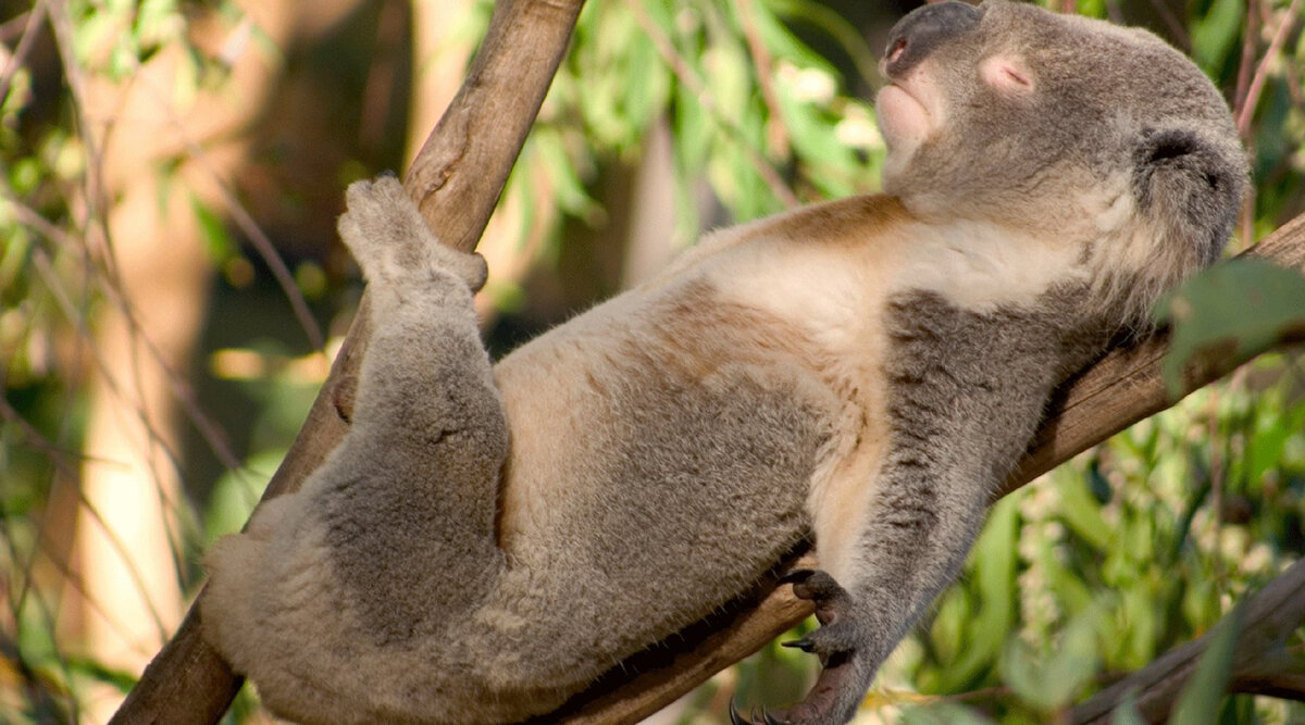 Коала спит на своем любимом дереве эвкалипте.