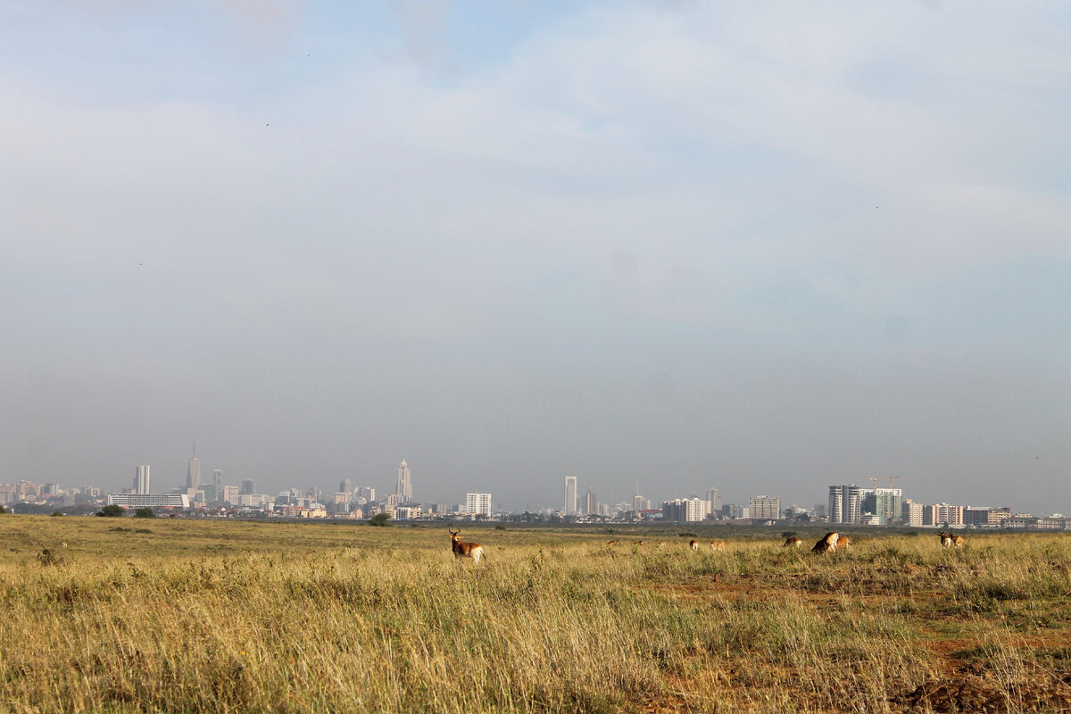 Дикие животные на фоне Найроби