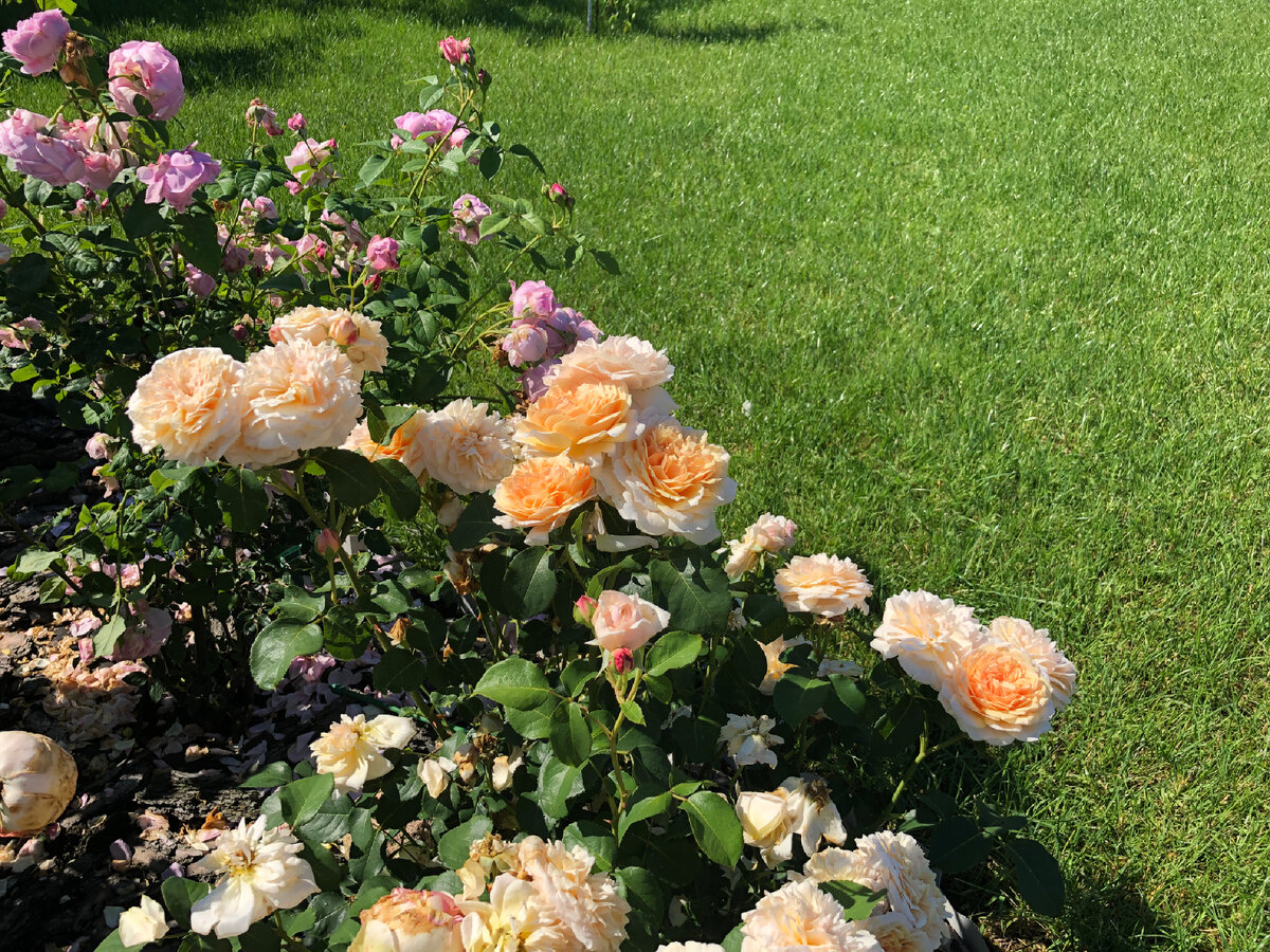 Роза Инглиш Гарден 