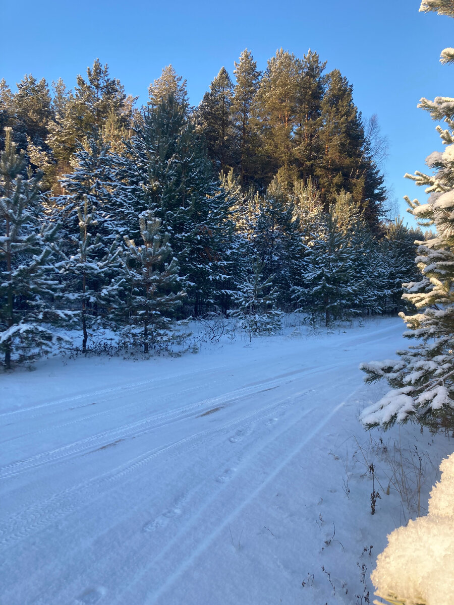 Просто лесная дорога