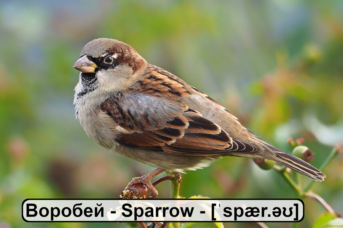 Птицы на английском языке. Карточки для запоминания слов