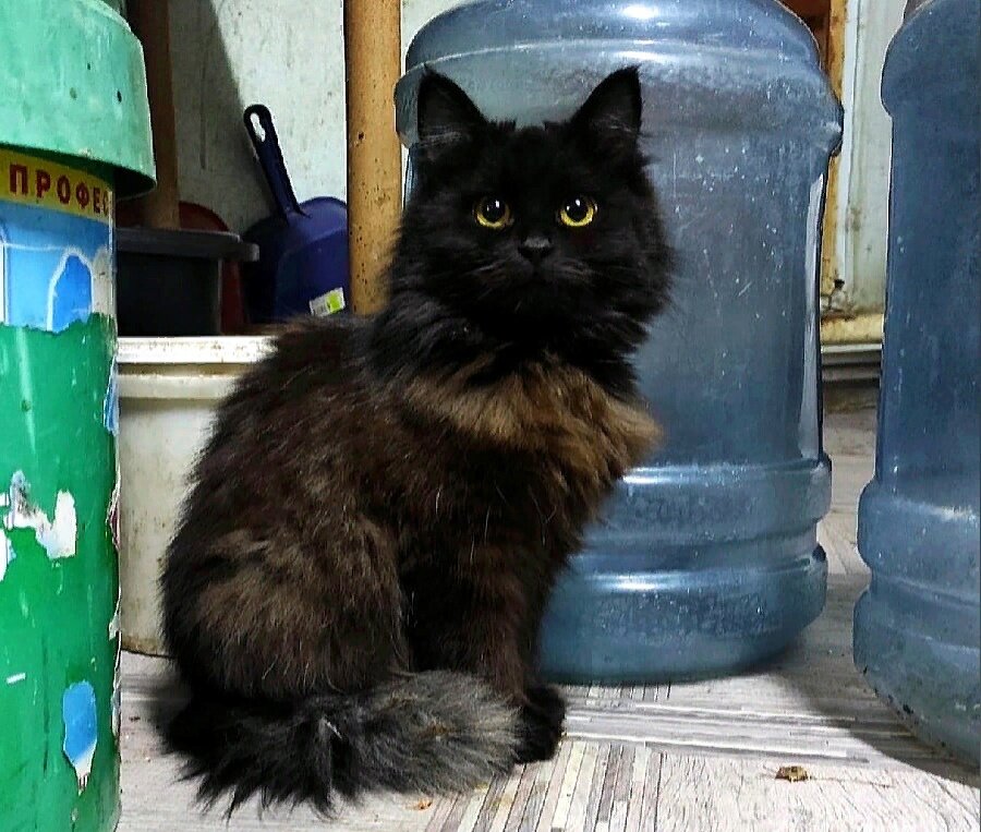 Большеглазое чудо! Нежная, милая чернышка