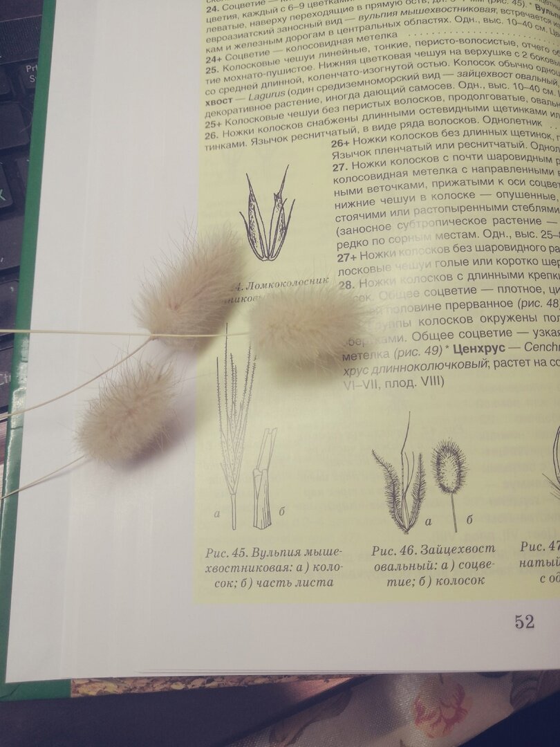 Мелкий колос лагуруса. Фото наше