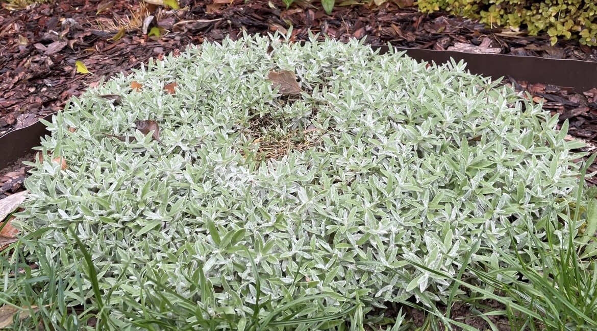 Этот островок растет на самом солнце. Посмотрите какая плотная подушка, густо покрывающая землю.