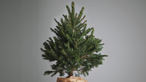    Как использовать хвою с елки в быту после Нового года: 4 оригинальных способа Алина Городниченко