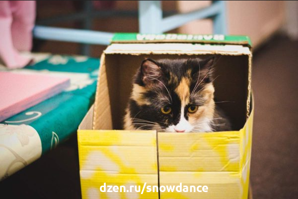 Почему кошка грызет картонную коробку: реальные причины и советы