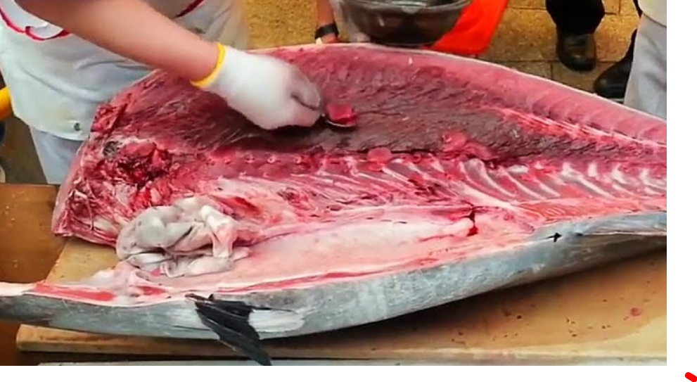 Мясо же желтоперого и голубого (как на картинке) имеет красный, цвет телятины.