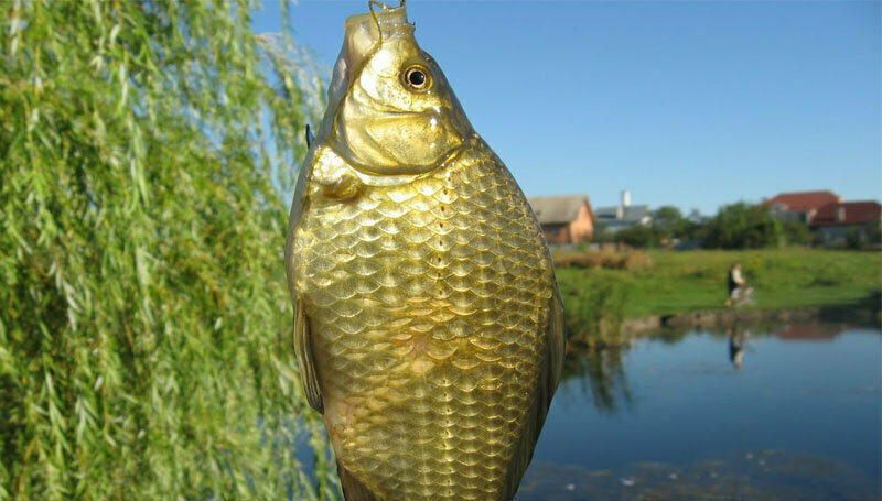 Приготовление перловки в термосе