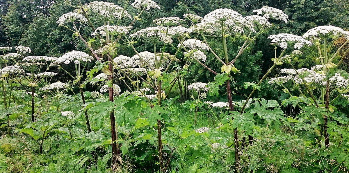 Борщевик Сосновского   (здесь и дальше изображения из открытых источников)