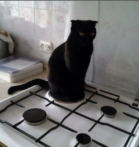 Кот на плитке! Фото Яндекс
