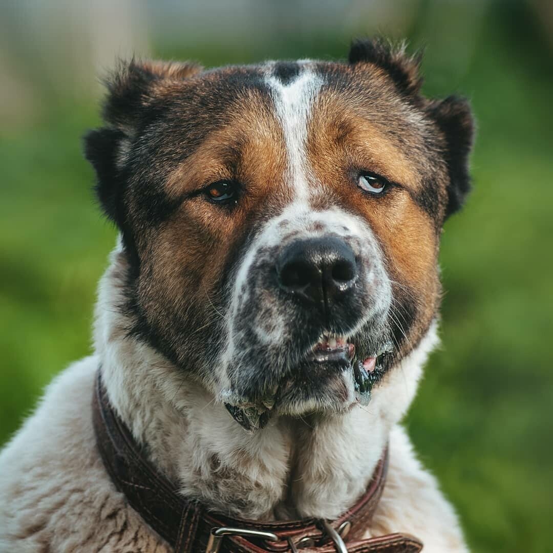 Породистые собаки в дар. Часть 3 | Ирина Дорн 🐶🐱 | Дзен