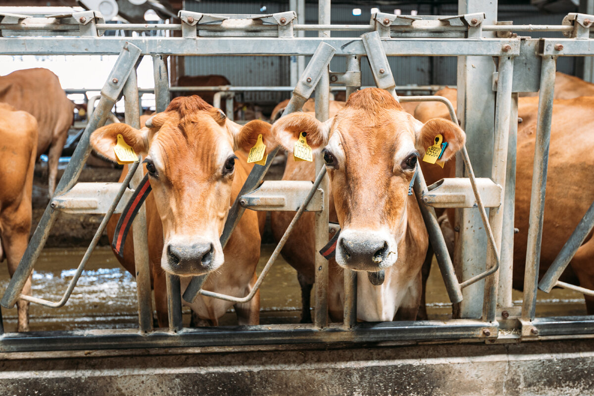 Большая ферма в Воронежской области