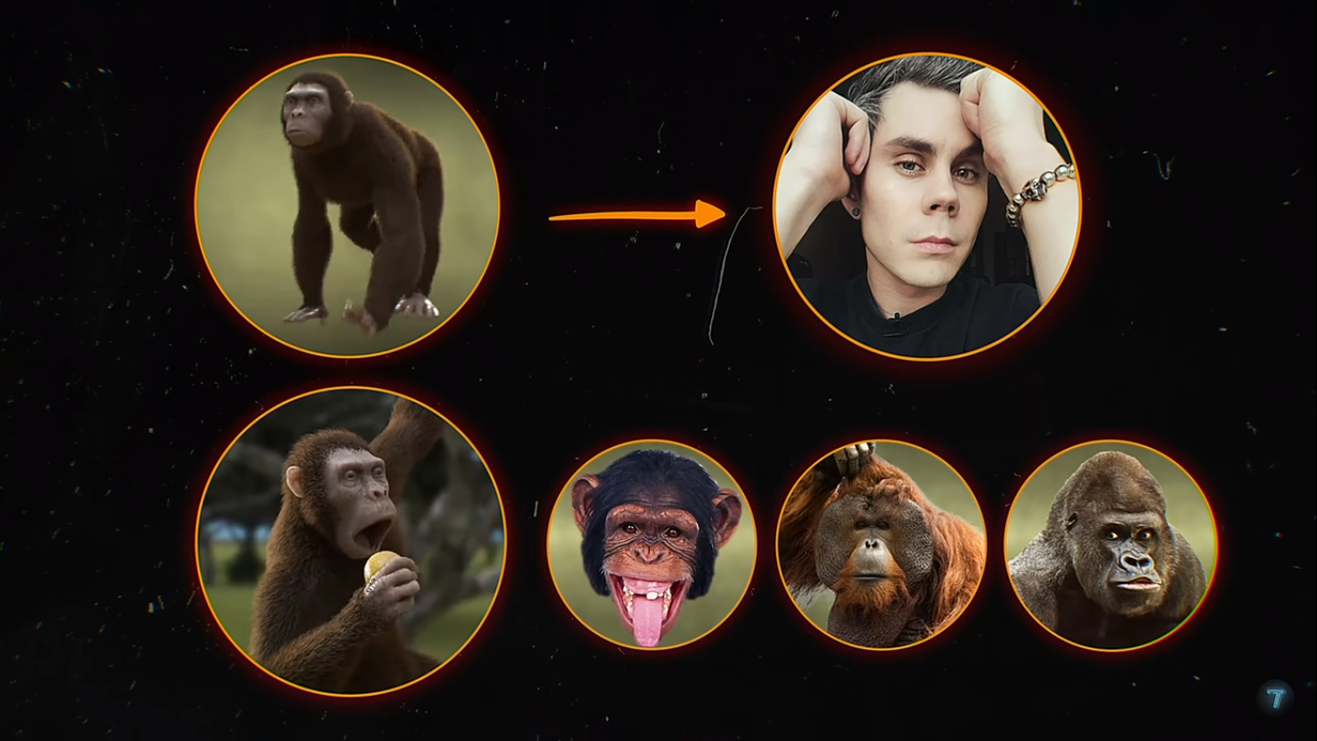 почему обезьяна. почему обезьяны не превращаются в человека. человек произошел от обезьяны. интересные факты о шимпанзе. почему не все обезьяны эволюционировали в человека.