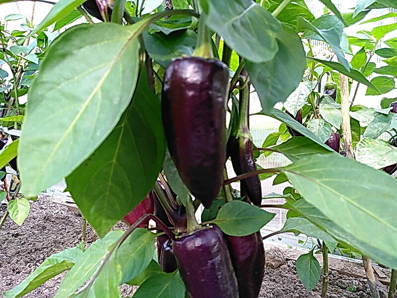 Перец летний (Capsicum annuum)