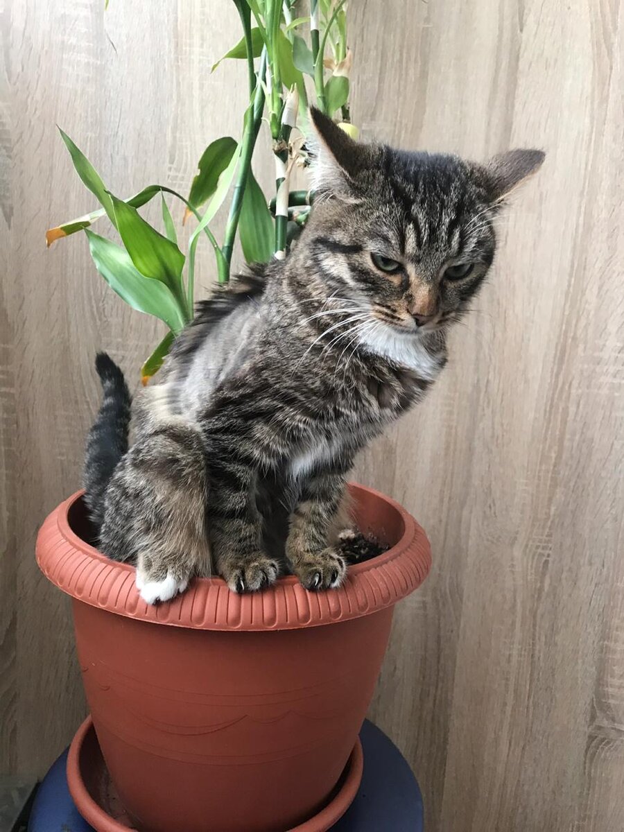 Пичи справляет свою нужду в мой бамбук