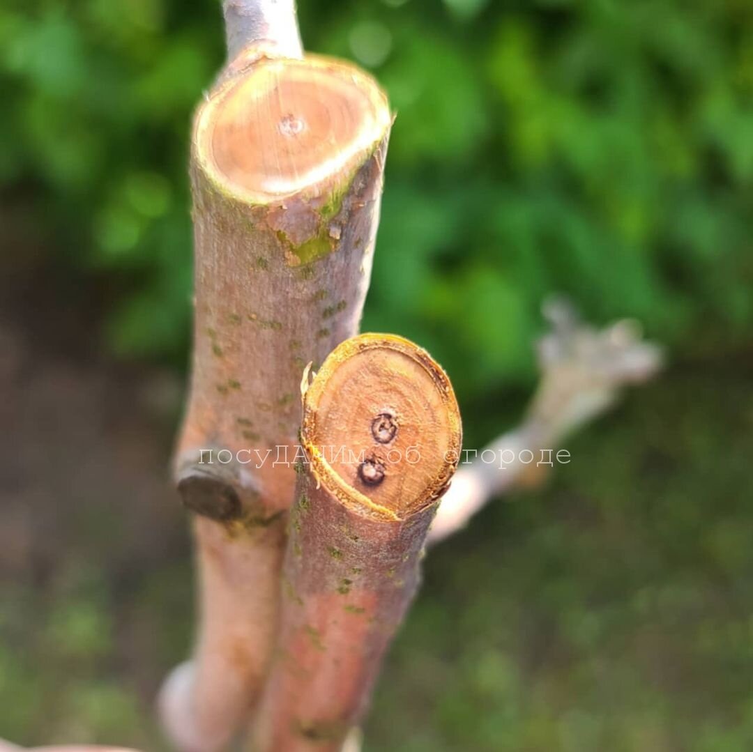 Признаки короеда (листайте вбок) 