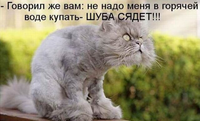 Купила кошку, оказалась взбалмошной и очень дурашливой, но милой. Слышу как-то шорох из кухни, думаю, опять на стол залезла. Прихожу, точно, это чучело печенье из пакета вытряхнуло, пакет на голову надело и ползет мимо меня как крокодил, сквозь пакет таращится.

