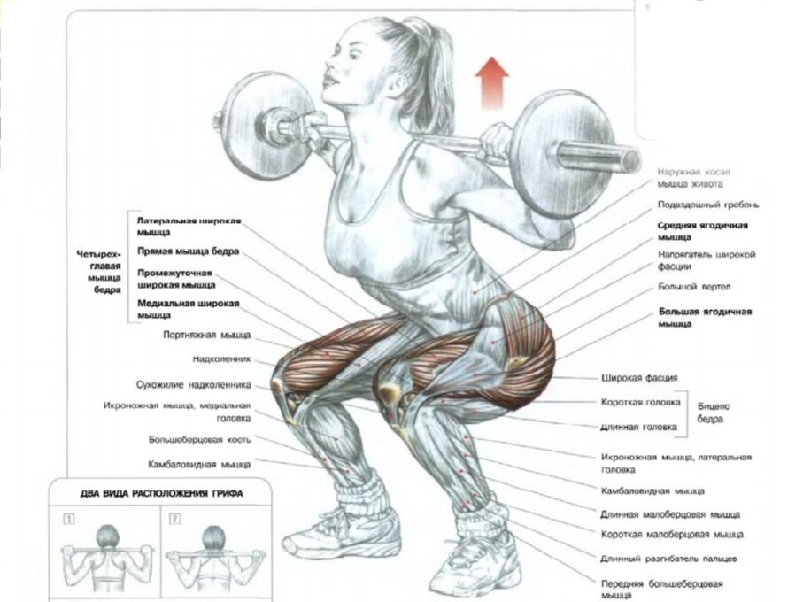 Приседания со штангой на плечах. Ф. Делавье 《Анатомия силовых упражнений для мужчин и женщин》.