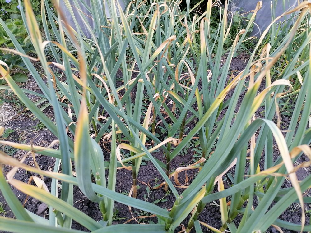 Чеснок с толстыми стеблями, листья пожелтели лишь на кончиках, фото автора