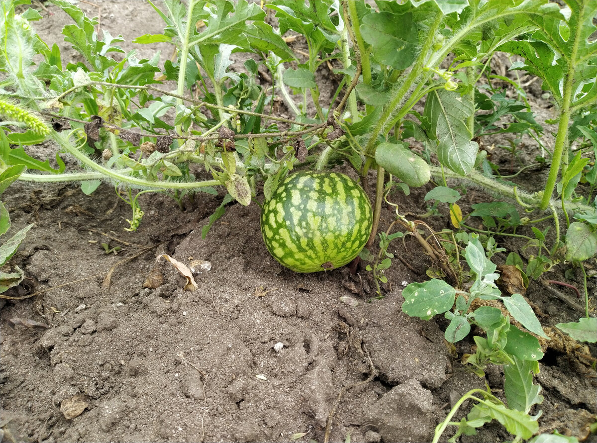 Объект номер раз - арбузик