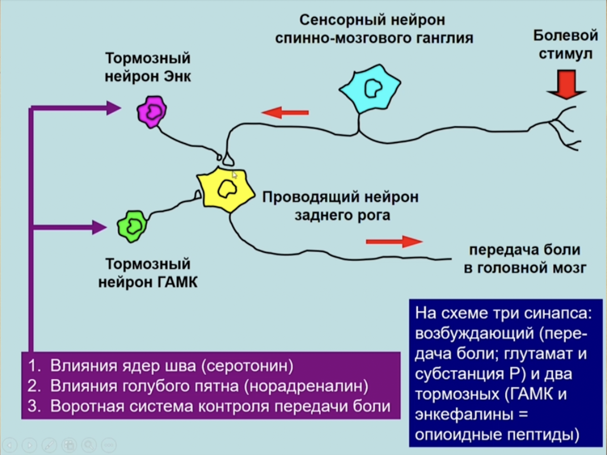 Центр нейрон абакан. Центральный Нейрон. Сенсорный Нейрон. Норадренергические Нейроны голубого пятна. Пептидергические Нейроны.