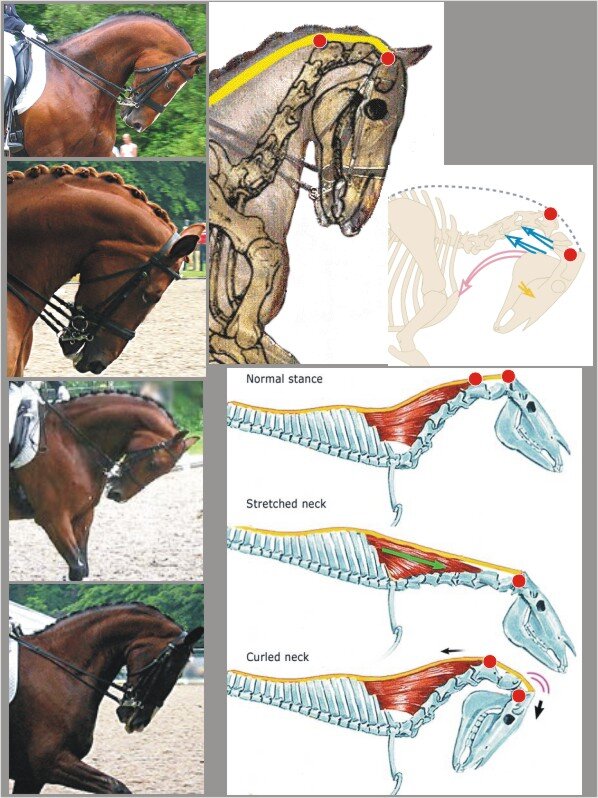 Шкала тренинга лошади выездка. Сгибание лошади. Мышцы лошади. Правильный сбор лошади. Иппологический атлас для наглядного изучения верховой лошади.