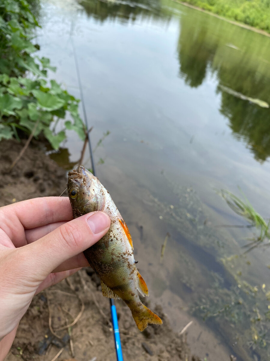 Все, что клевало в этот день