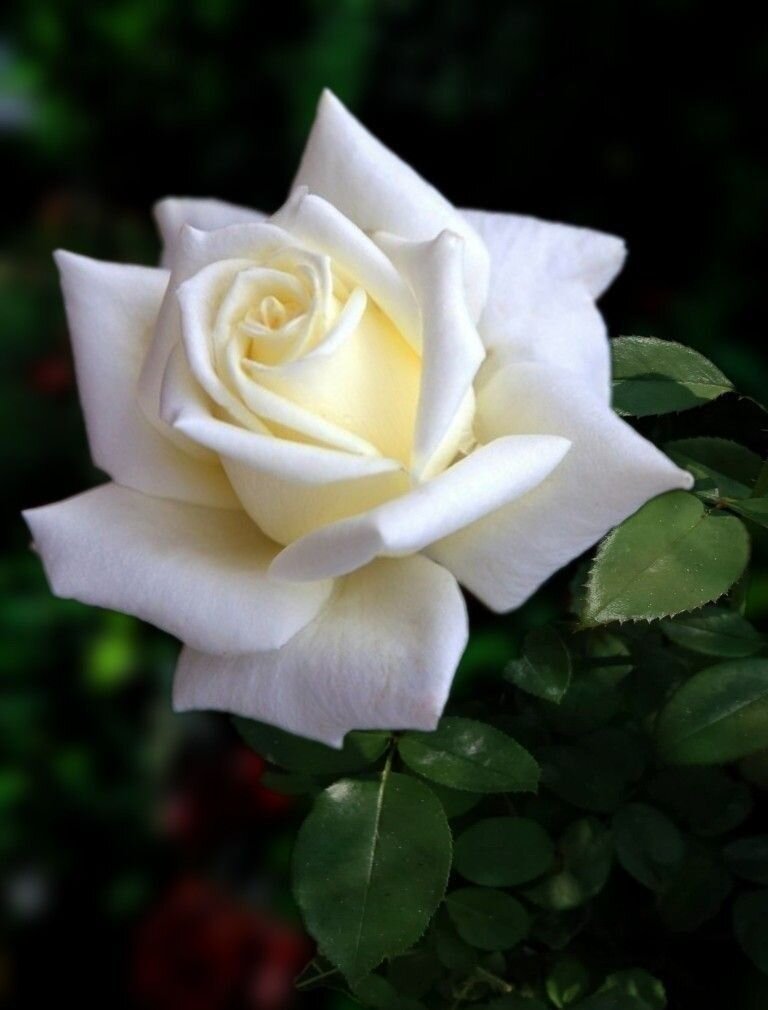 Цветок Роза