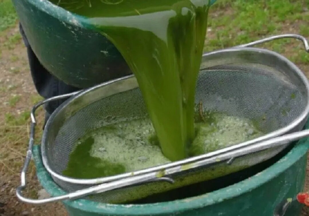 Научилась делать удобрение из травы, теперь даже не собираюсь покупать ...