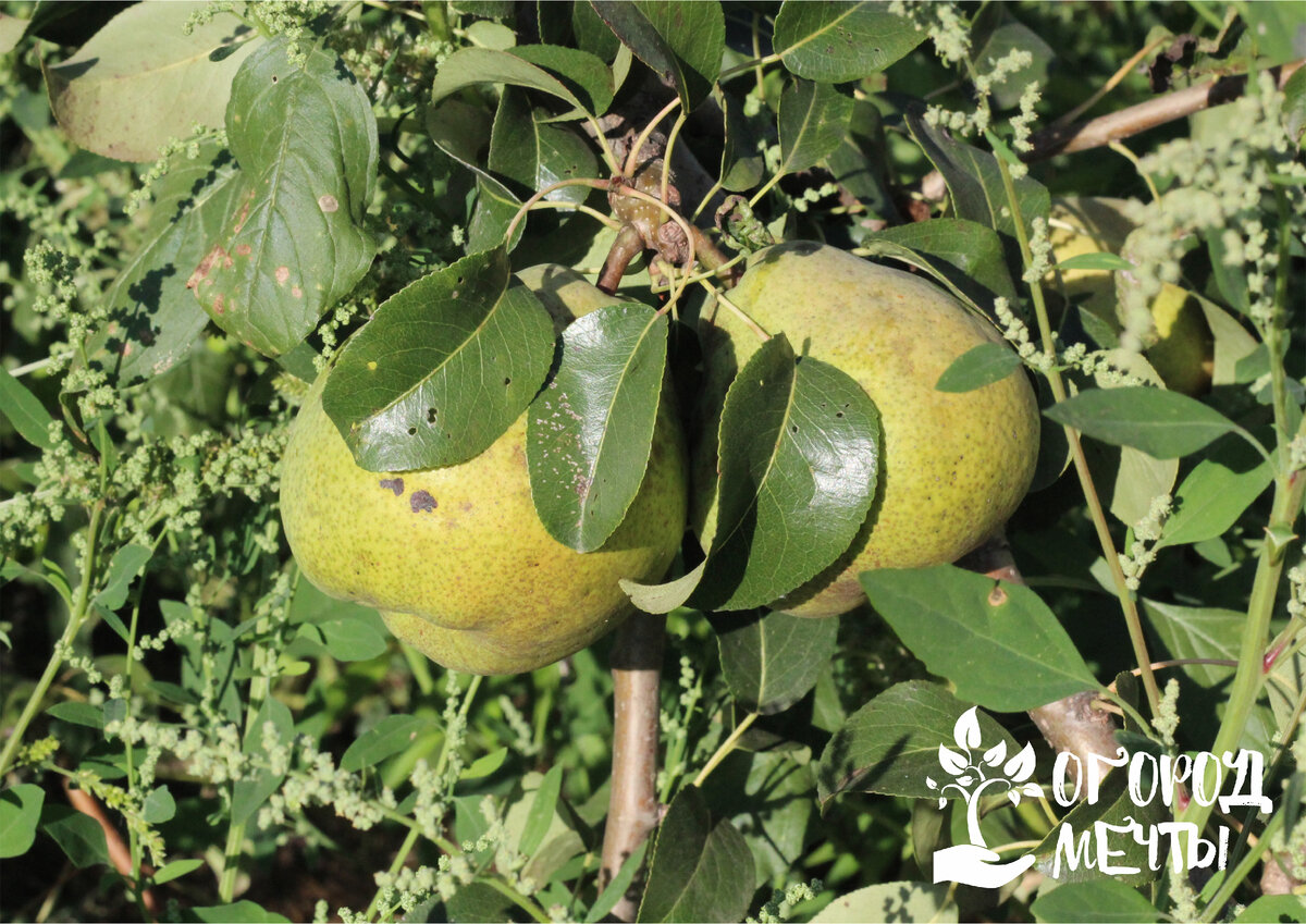 а во дворе расцвела ароматная груша