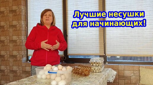 Лучшие куры для начинающих куроводов!