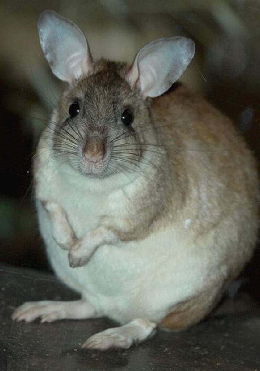 Воалаво. Шиншилла Мадагаскарская. Мадагаскарская гигантская крыса. Мадагаскарский хомяк. Шиншилловые крысы.