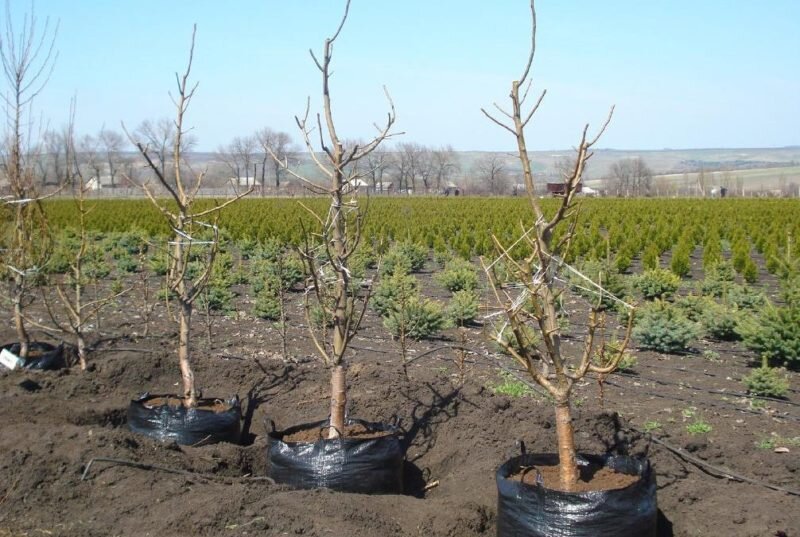 Саженцы. Иллюстрация для статьи используется с сайта legkovmeste.ru