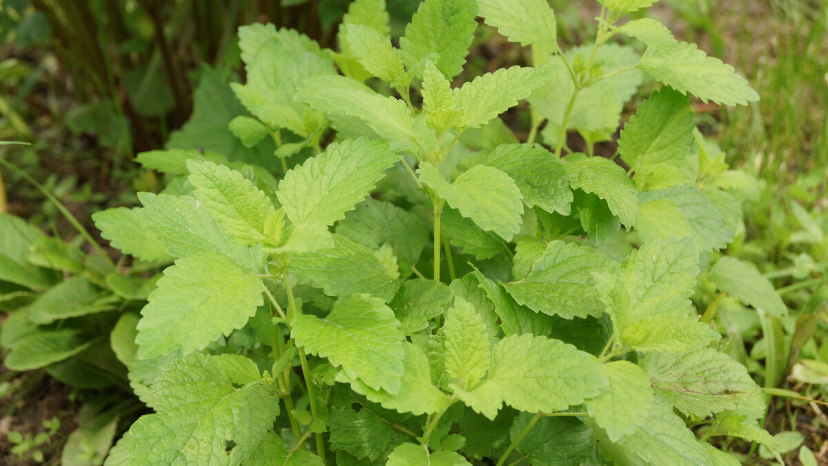 Мелиса Исидора от "Гавриш"