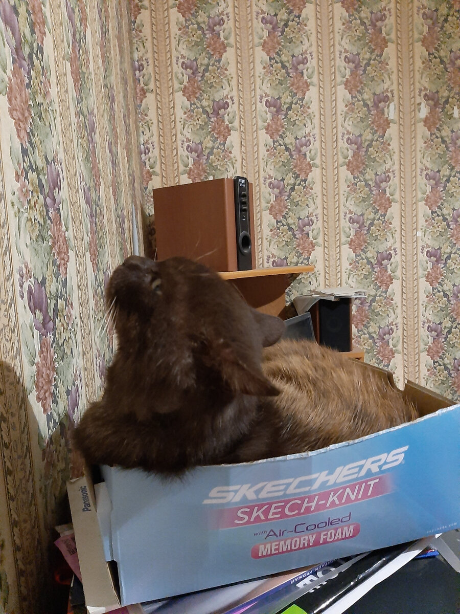 Мечтает о новой коробочке, побольше