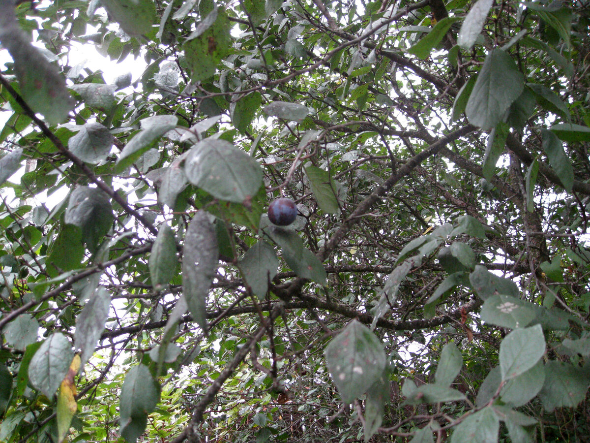 ...и ее скромный урожай в этом году