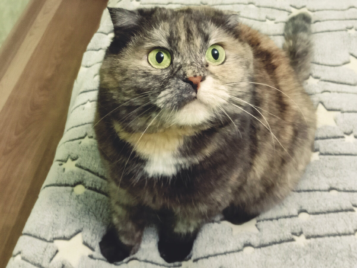 Курица опять? А лобстеров нельзя купить?