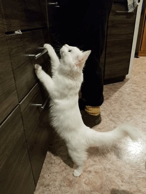 Просит мясо