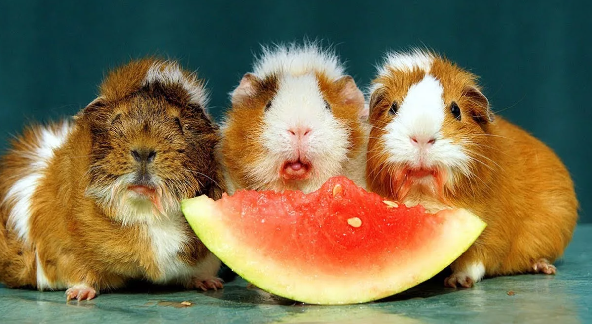 много морских свинок. еда для морских свинок. кушают ли морских свинок. морская свинка с морковкой. что едят морские свинки.