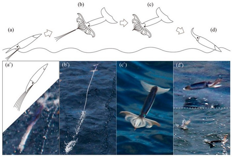 Схема полета кальмара. Рисунок из статьи K. Muramatsu et al., 2013