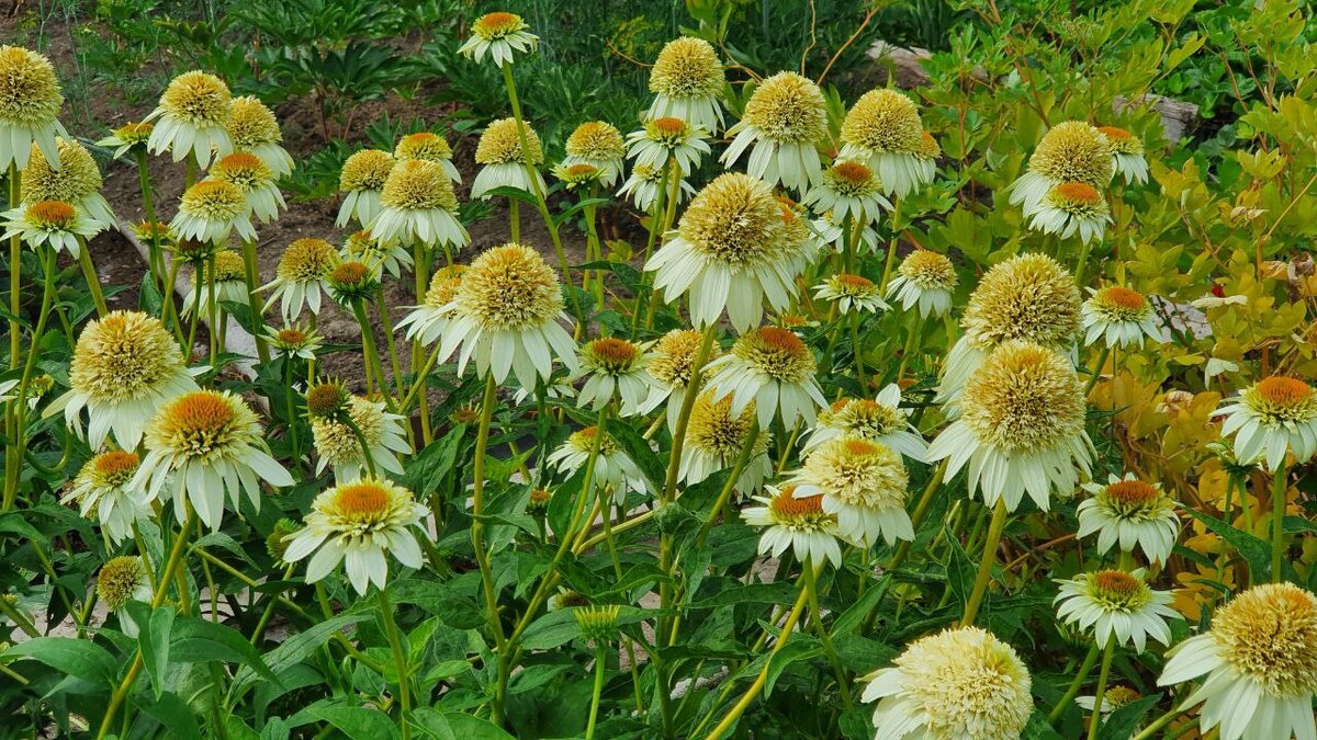 У сорта очень сильное боковое ветвление