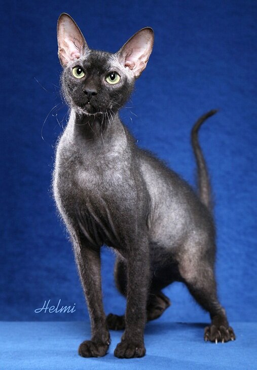 Петербургский сфинкс