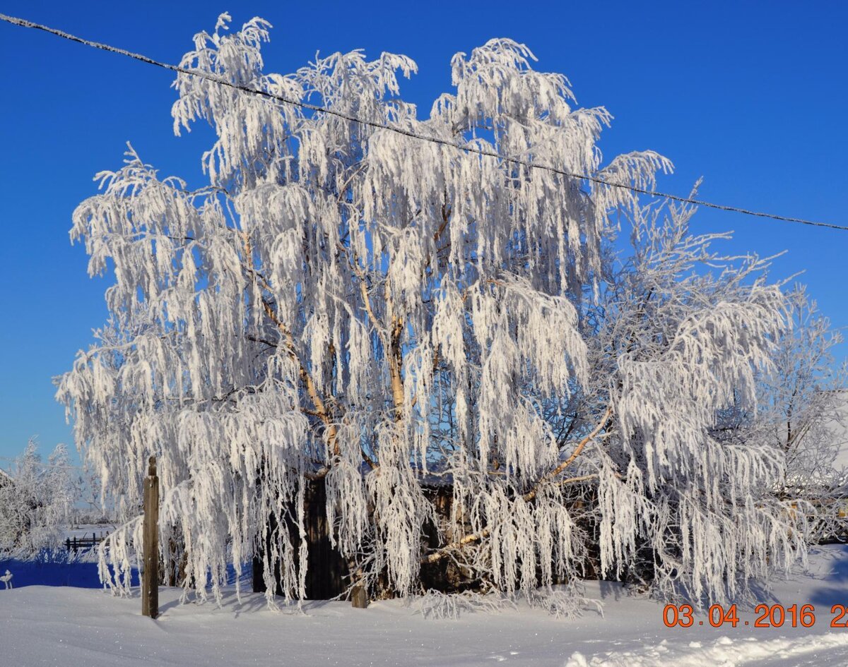 ива развесистая