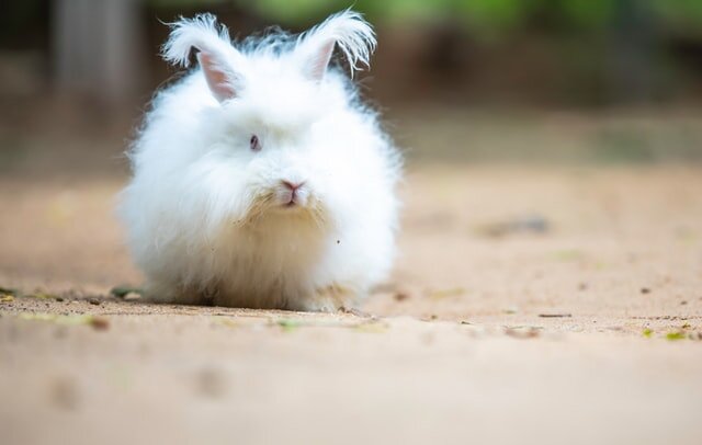 Angora rabbit by Anil Sharma @unsplash.com
